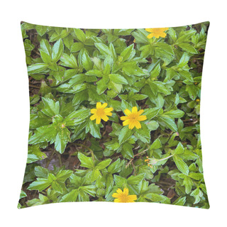Personality  Beautiful Yellow Flower Indian Daisy Or Indian Summer Or Rudbeckia Hirta Or Black-Eyed Susan Or Bay Biscayne Creeping-oxeye Or Sphagneticola Trilobata Pillow Covers