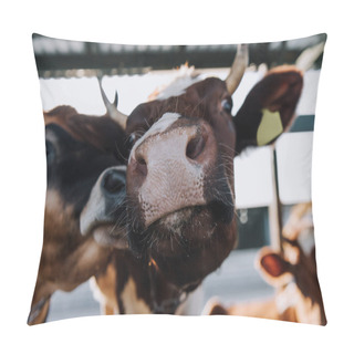 Personality  Close Up Portrait Of Beautiful Domestic Cows Standing In Stall At Farm Pillow Covers
