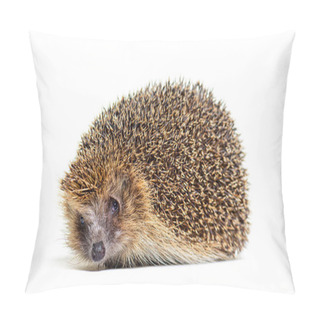 Personality  European Hedgehog Looking At The Camera, Isolated On White Pillow Covers