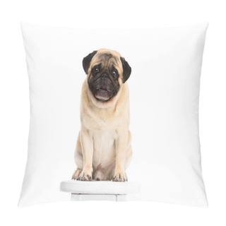 Personality  Cute Little Pug Sitting On Chair Isolated On White Pillow Covers