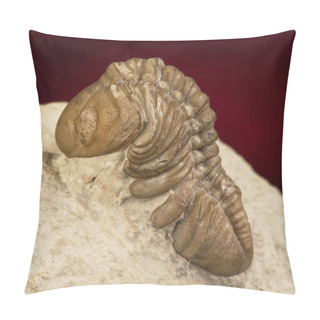 Personality  Oklahoma Trilobite. Pillow Covers