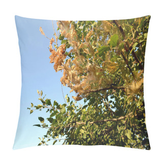 Personality  Apple Tree. Malus. Summer Abstract Background Of Nature. Spider Web On A Apple Tree. Caterpillars. Pests On Apple Tree Branches. Summer, Seasons. Gardening. Natural Pillow Covers