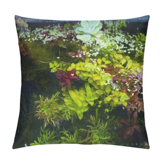 Personality  Top View Of Green And Red Aquatic Plants Cover Surface, In Bright LED Light, Freshwater Ryoboku Aquascape, Professional Aquarium Care Of Demanding Amano Style Planted Aquadesign, Dark Background Pillow Covers