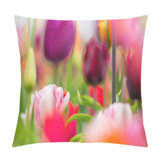 Personality  Beautiful Colorful Tulips, Close-up. Pillow Covers