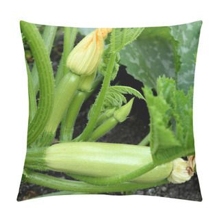 Personality  Organic Zucchini Are Growing Outdoors In A Vegetable Garden. The Zucchini Flowers Plant Care. How To Grow Summer Squash. Vegetable Marrow Harvest  Pillow Covers