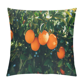 Personality  Ripe Orange Fruits Hanging On A Tree In The Farm. Citrus Fruits On The Branches. This Oranges On Citrus Tree Branches Pillow Covers