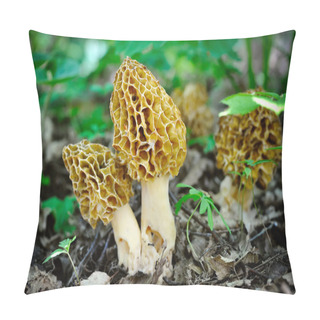 Personality  Morel Mushrooms Grows In Forest (Morchella Esculenta) Pillow Covers