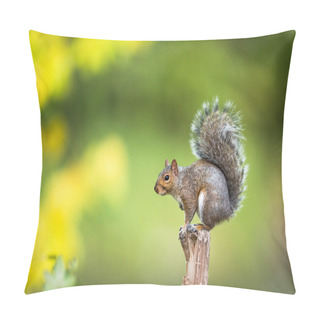 Personality  Eastern Grey Squirrel (Sciurus Carolinensis)  Pillow Covers