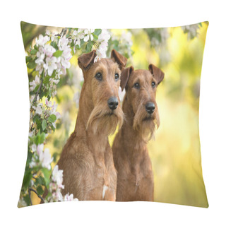 Personality  Two Irish Terrier Dogs Posing Together In Spring Pillow Covers
