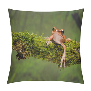 Personality  A Close Up Portrait Of A Gold Tree Frog Resting On A Lichen Covered Branch And Staring Forward Pillow Covers