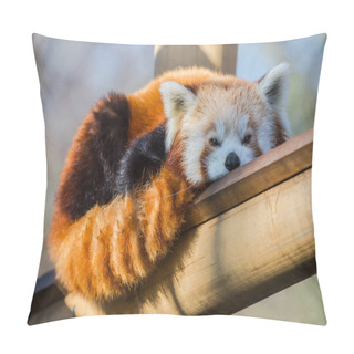 Personality      Red Panda, Ailurus Fulgens, Lying On A Bamboo  Pillow Covers