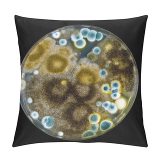 Personality  Petri Dish With Mold Isolated On Black Pillow Covers