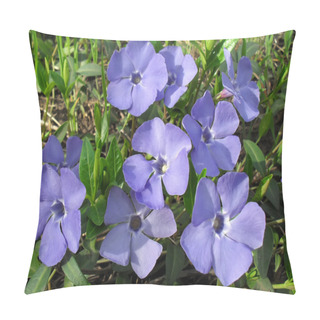 Personality  Blue Flowers Of Periwinkle (Barvinok, Vinca) Close Up. Pillow Covers