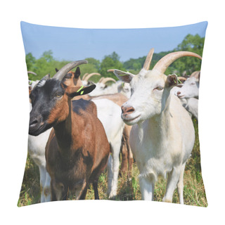 Personality  Goats In The Pasture Of Organic Farm Pillow Covers