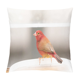 Personality  Red Billed Firefinch Lagonosticta Senegala Is A Small Bird Found In Africa Pillow Covers