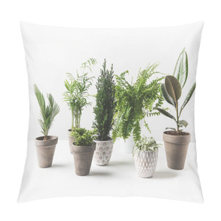 Personality  Close-up View Of Various Beautiful Green Plants In Pots On White  Pillow Covers