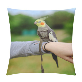 Personality  Pet Bird.Funny Parrot.Pet Care. Love To The Animals.Care For A Pet.Ornithology.Cockatiel Parrots Pets.Parrot In A Harness.The Parrot Is Walking.Cockatiel.Beautiful Parrot.Pet Care And Upbringing.Cockatiel Parrot.Love For Animals.Cute Cockatiel.Birdie Pillow Covers