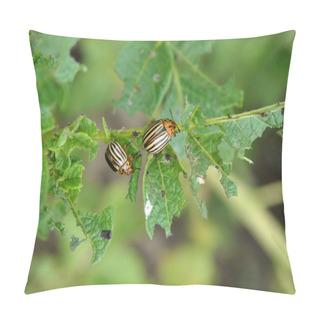Personality  Adult Insects Of Colorado Potato Beetleo Pillow Covers