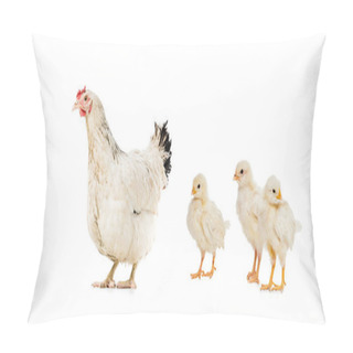 Personality  Three Chickens And Hen Isolated On White Pillow Covers