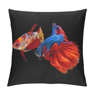 Personality  Beautiful  Female And Male  Betta Splendens Half Moon Siamese Betta Fish. Fighting Fish In Movement On Black Background. Pillow Covers