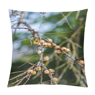 Personality  Last Year's Sea Buckthorns, Hippophae, Berries Still Hang On The Branch. Pillow Covers