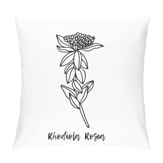 Personality  Rhodiola Rosea. Herbal Illustration. A Medicinal Plant. Ayurvedic Herbs, Medicines. Ayurveda. Natural Herbs. The Style Of Doodles. Medicines For Health From Plants. Pillow Covers
