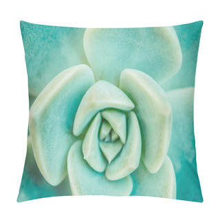 Personality  Sharp Pointed Agave Plant Leaves Bunched Together. Pillow Covers