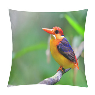 Personality  Oriental Dwarf Kingfisher Bird Pillow Covers
