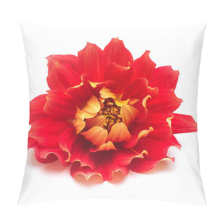 Personality  Flower Of Beautiful Red Dahlia Macro Nature Isolated On White Background. Botanical, Concept, Flora, Idea. Peony Form Pillow Covers