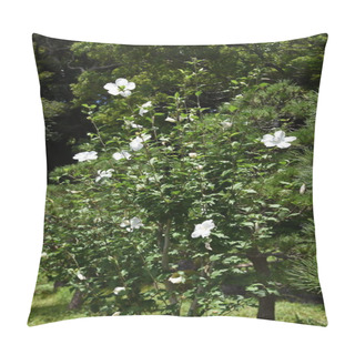 Personality  Rose Of Sharon Flowers. Malvaceae Deciduous Shrub. The Flowering Season Is From July To October. Korean National Flower. Pillow Covers