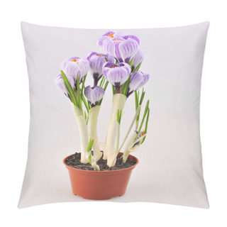 Personality  Lot Of Purple Crocus Flowers In Pot Pillow Covers