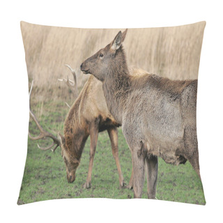 Personality  A Pair Of Wild Deer In The Grass Pillow Covers