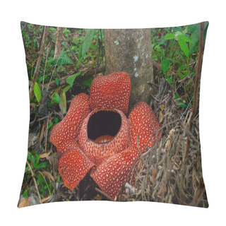 Personality  Rafflesia, The Biggest Flower In The World. This Species Located In Ranau Sabah, Borneo. Pillow Covers