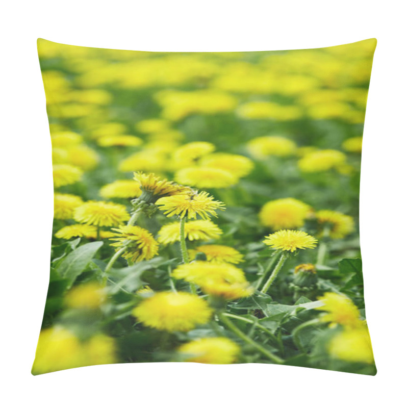 Personality  close-up shot of beautiful yellow dandelion flowers on meadow pillow covers