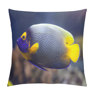 Personality  Yellow-faced Angelfish (Pomacanthus Xanthometopon) Pillow Covers