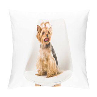 Personality  Funny Yorkshire Terrier Sitting On Chair Isolated On White Pillow Covers