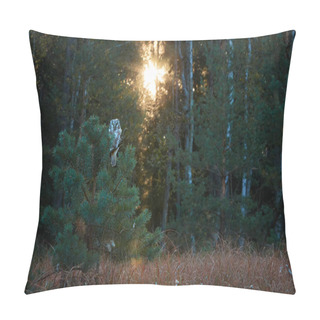 Personality  Boreal Owl, Aegolius Funereus, Small, Nocturnal Owl, Known As Tengmalm's Owl, Sitting On A Small Pine In A Colorful, Early Autumn Taiga Environment Against Rays Of Rising Sun. Europe. Pillow Covers