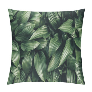 Personality  Full Frame Image Of Hosta Leaves Background  Pillow Covers