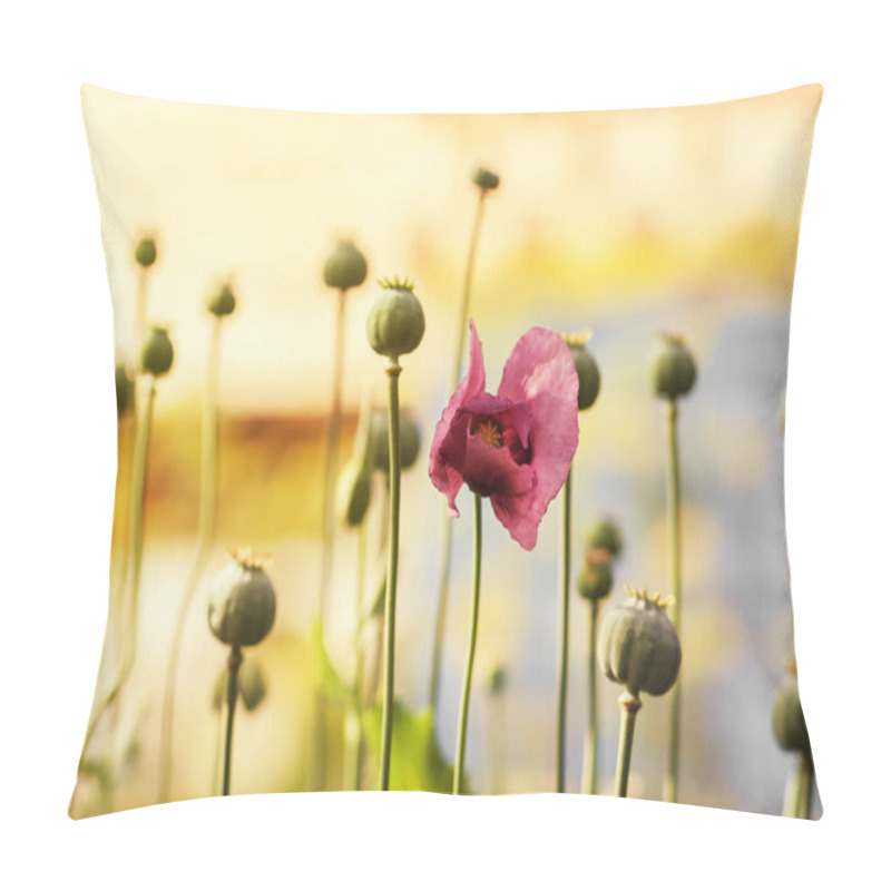 Personality  Delicate poppy flower in a field on nature in sunlight on a light background. pillow covers