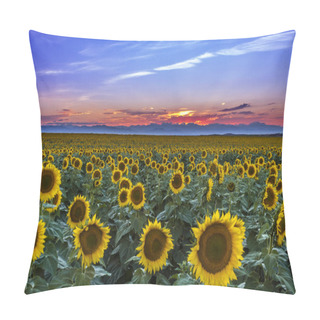 Personality  Sunset Over Sunflower Fields Of Colorado Pillow Covers