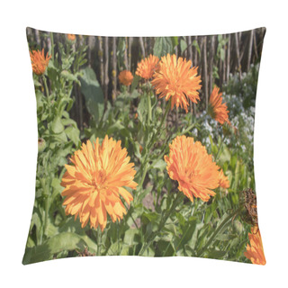 Personality Blooming Dahlias Closeup - Bright Autumn Flowers. Wallpaper Of Bright And Colorful Large Flowers. Pillow Covers