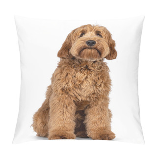 Personality  Adorable Red  Abricot Cobberdog Aka Labradoodle Dog Puppy,sitting Facing Front. Looking Towards Camera. Isolated On White Background. Pillow Covers