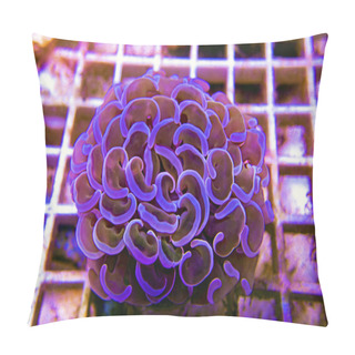 Personality  Euphyllia Ancora - Beuatiful Frag Of Hammer LPS Coral Pillow Covers