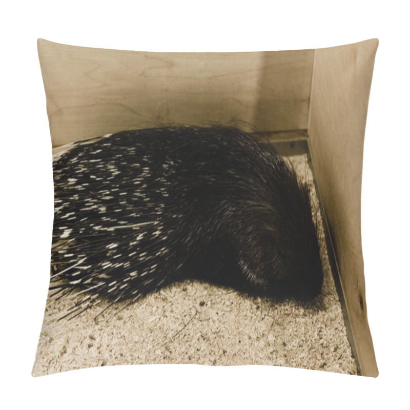 Personality  dangerous and wild porcupine sitting in zoo pillow covers