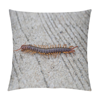 Personality  Scolopendra Cinculata Mediterranean Banded Centipede Tropical Pillow Covers