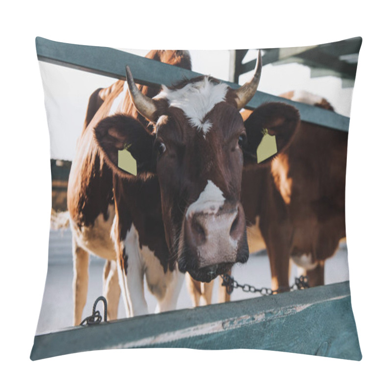 Personality  portrait of beautiful brown cow standing in stall at farm pillow covers