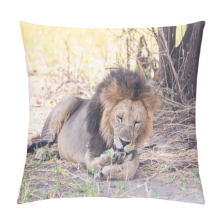 Personality  Lion In Tarangire National Park Pillow Covers