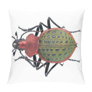 Personality  Macro Photo Of Beautiful Ground Beetles Collection. Pillow Covers
