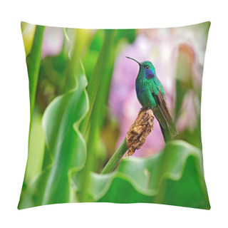 Personality  Hummingbird Green Violet-ear Pillow Covers