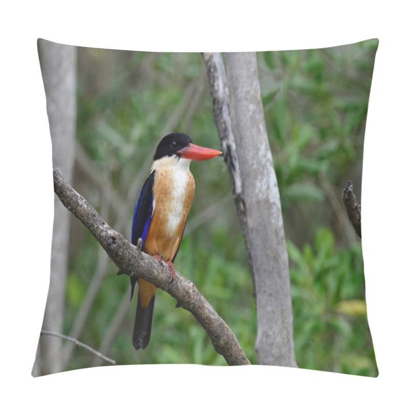 Personality  Black-capped kingfisher hiding on tree branch waiting to fishing in small stream during migration to Thailand in winter pillow covers
